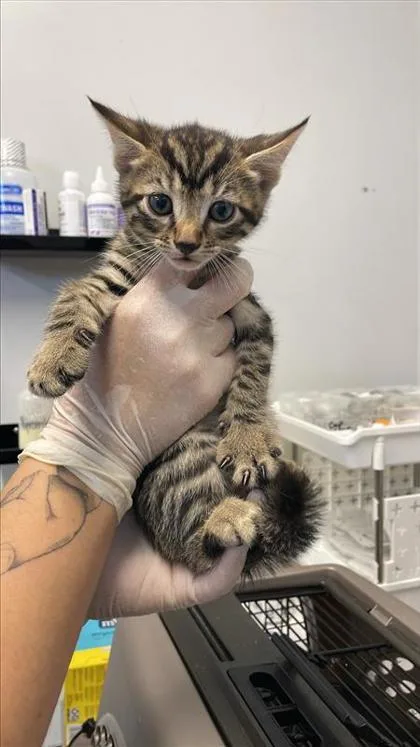 A baby small-sized male Domestic Short Hair cat named Crunchwrap for adoption in West Chester, PA