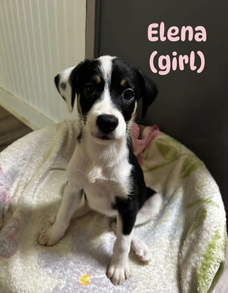 A baby medium-sized female Mixed Breed dog named Elena for adoption in Bossier City, LA