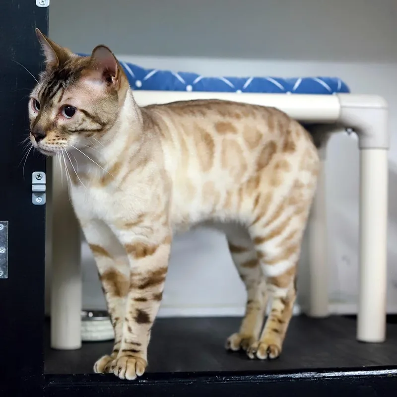 An adult small-sized male Bengal cat named Sirius for adoption in Los Angeles, CA