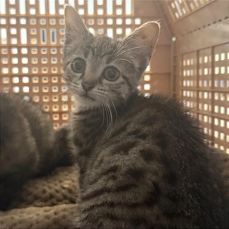 A baby small-sized female Brown / Chocolate Domestic Short Hair cat named Ruby for adoption in Edwardsville, IL