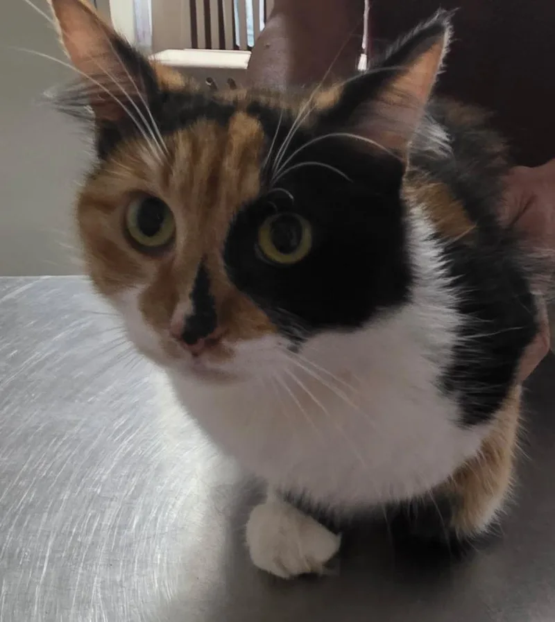 An adult medium-sized female Domestic Medium Hair cat named Felicity for adoption in Ewing, NJ