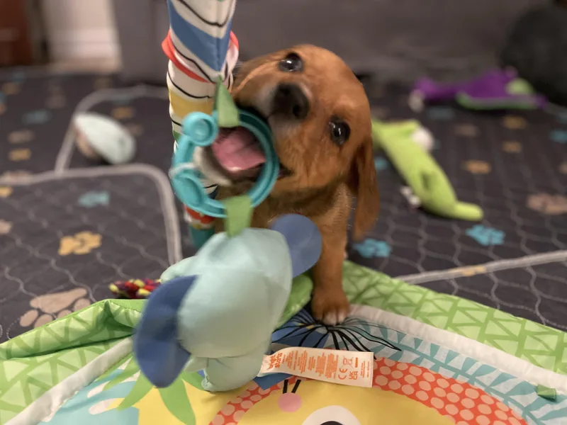 A baby medium-sized male Brown / Chocolate Beagle dog named Max for adoption in Union Grove, WI