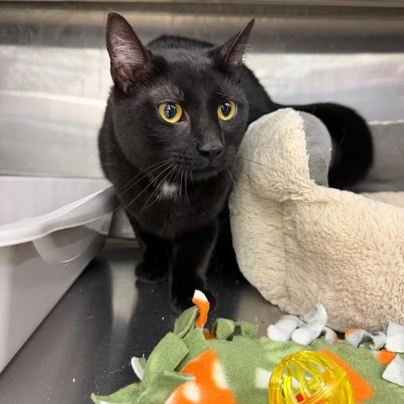 An adult small-sized female Black Domestic Short Hair cat named Spooky for adoption in Hamburg, NY