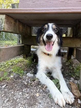 A young medium-sized female Border Collie dog named Pepita for adoption in Lafayette, IN
