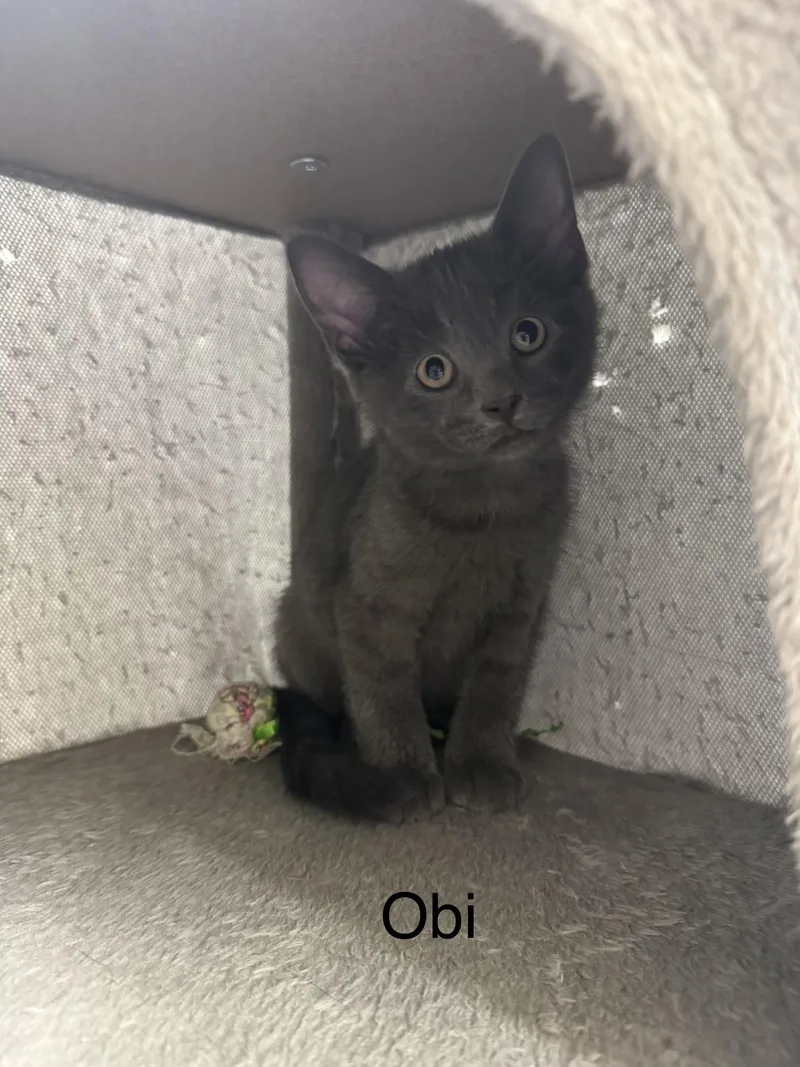 A baby medium-sized male Gray / Blue / Silver Domestic Short Hair cat named Obi for adoption in Ulster, PA