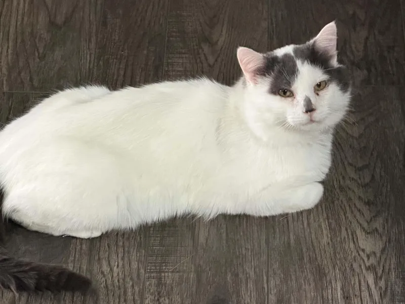 An adult medium-sized male Domestic Short Hair cat named Smudge for adoption in Blaine, MN