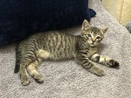 A baby small-sized male Domestic Short Hair cat named Tiger for adoption in Honolulu, HI