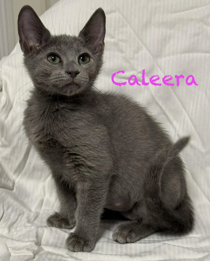 A baby medium-sized female Gray / Blue / Silver Domestic Short Hair cat named Caleera for adoption in Pawleys Island, SC