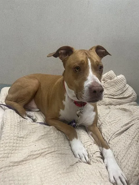 An adult medium-sized male Pit Bull Terrier dog named Chance for adoption in Boston, MA