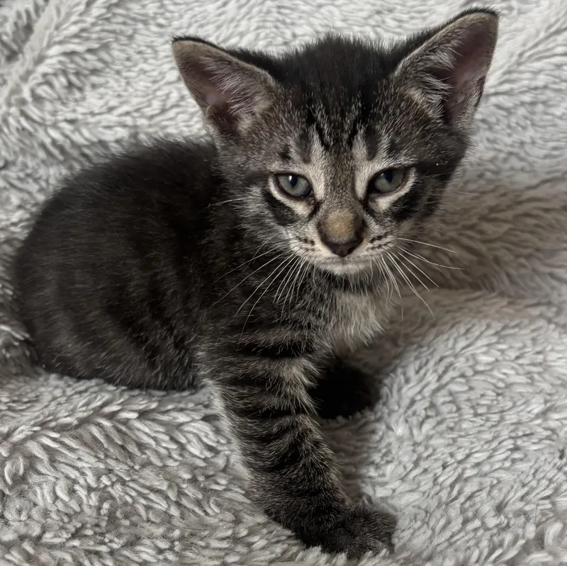 A baby medium-sized male Tabby (Gray / Blue / Silver) Tabby cat named Beckham for adoption in Columbus, OH