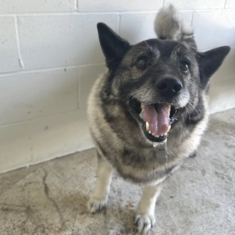 A senior medium-sized male White / Cream Norwegian Elkhound dog named Cash for adoption in LOXAHATCHEE, FL