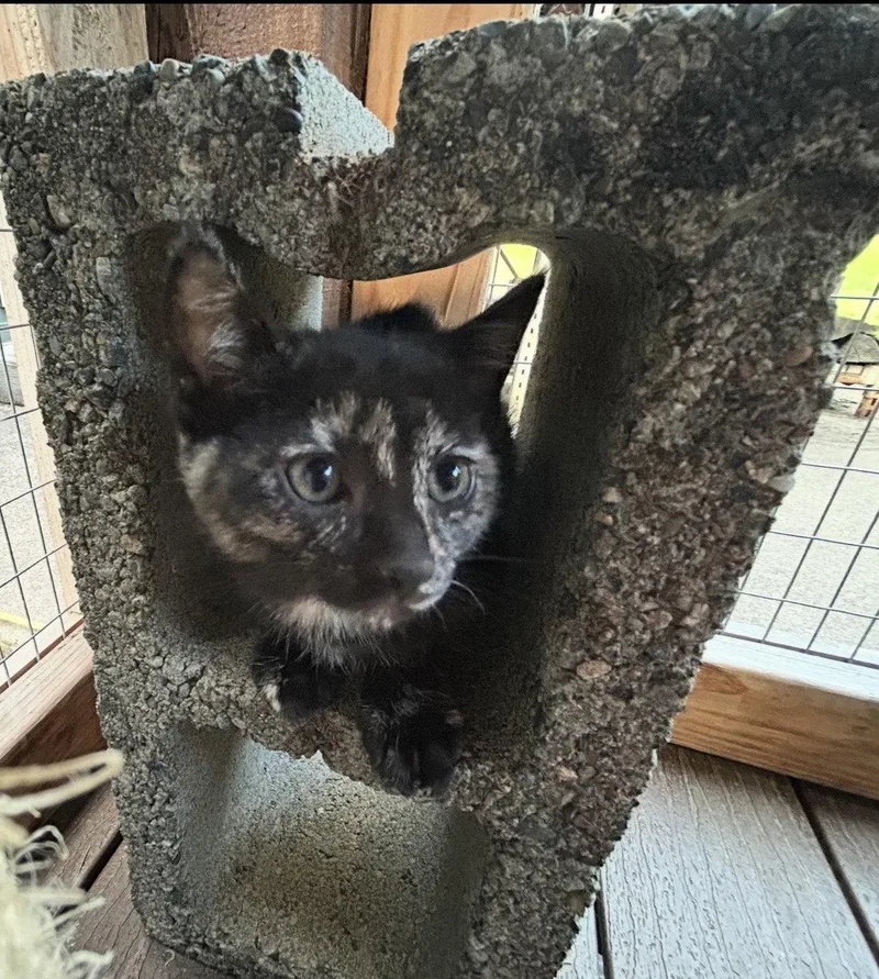 A baby medium-sized female Domestic Short Hair cat named Malina for adoption in Tacoma, WA