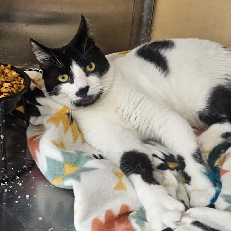 A young medium-sized male Black Domestic Short Hair cat named Dallas for adoption in Antioch, CA