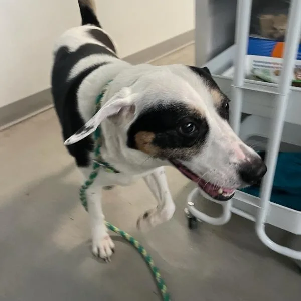 An adult medium-sized male Terrier dog named Georgie for adoption in Des Moines, IA