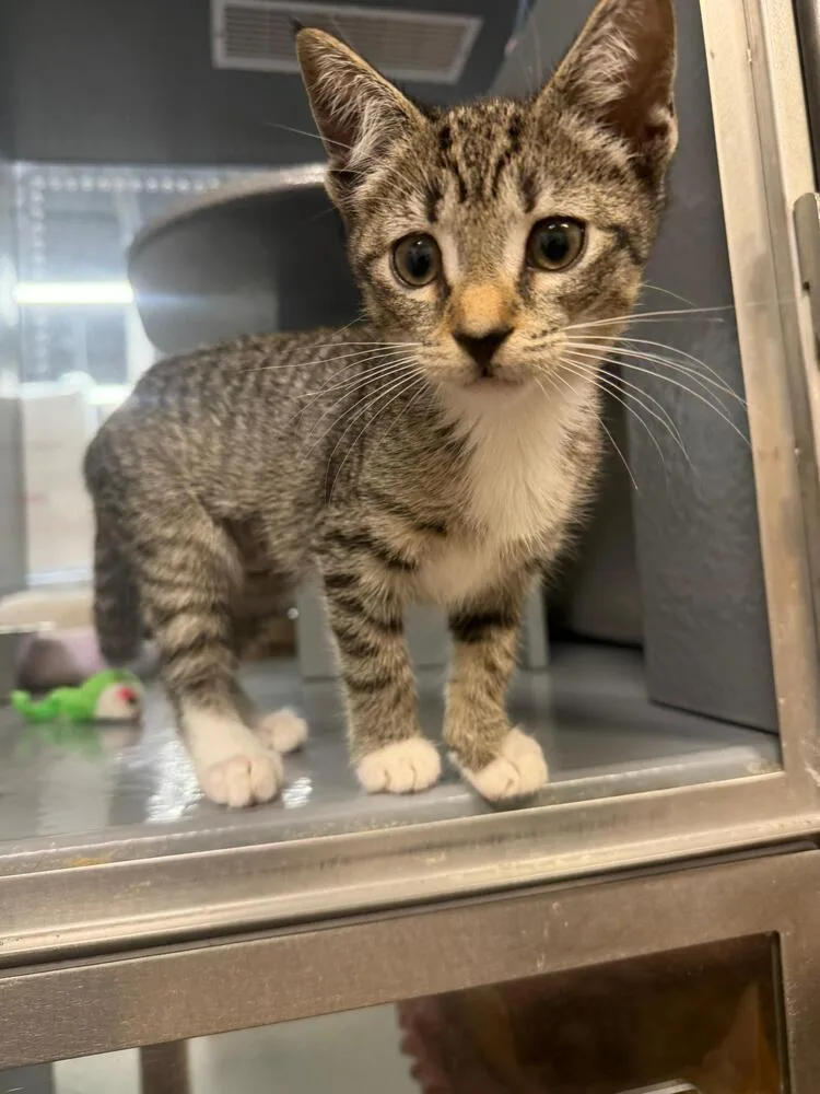 A baby small-sized female Domestic Short Hair cat named Wiffle for adoption in Orlando, FL