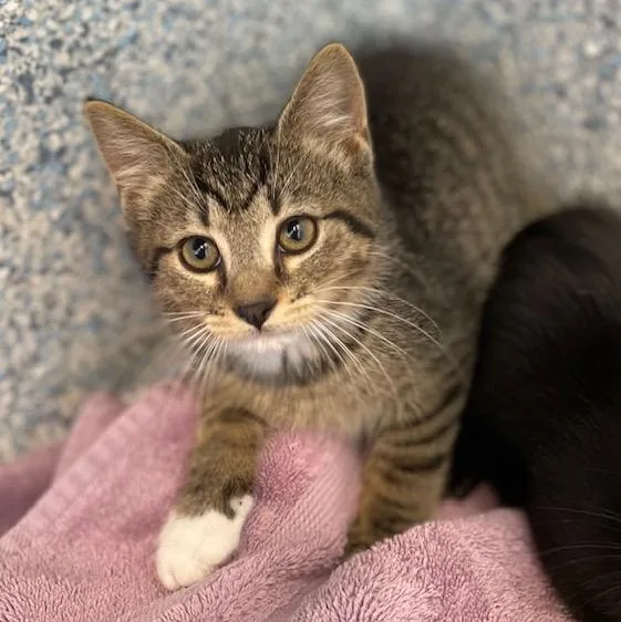 A baby medium-sized male Domestic Short Hair cat named Proton for adoption in Stafford, VA