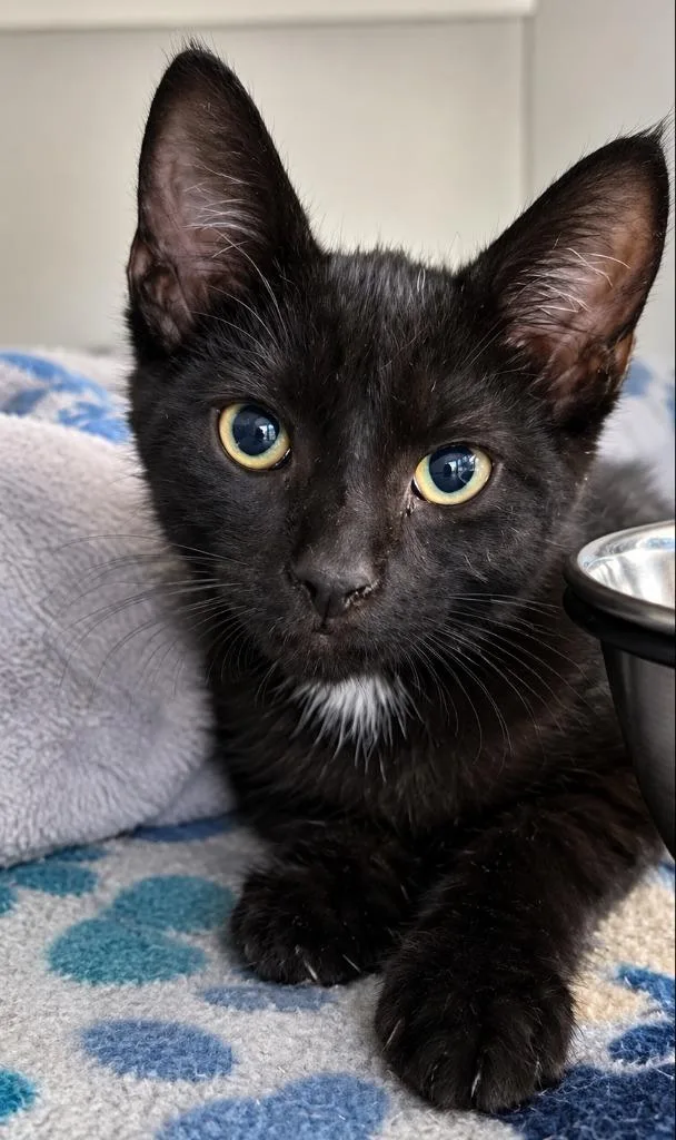 A baby medium-sized female Domestic Short Hair cat named Astrid for adoption in Warren, MI
