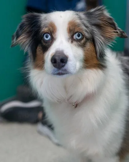 A senior medium-sized female Australian Shepherd dog named Luna for adoption in Pequot Lakes, MN