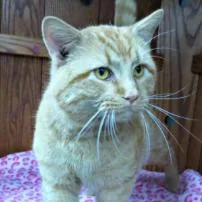 A senior small-sized male Orange / Red Domestic Short Hair cat named Peanut Rockbridge for adoption in Merrifield, VA