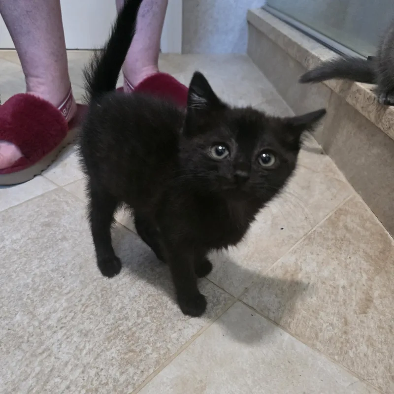 A baby medium-sized female Black Domestic Short Hair cat named Twilight for adoption in Moriches, NY