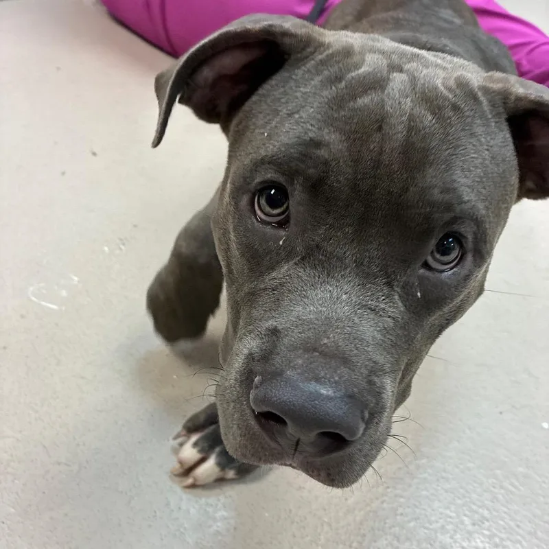 A young medium-sized male Mixed Breed dog named Wilard for adoption in Newark, NJ