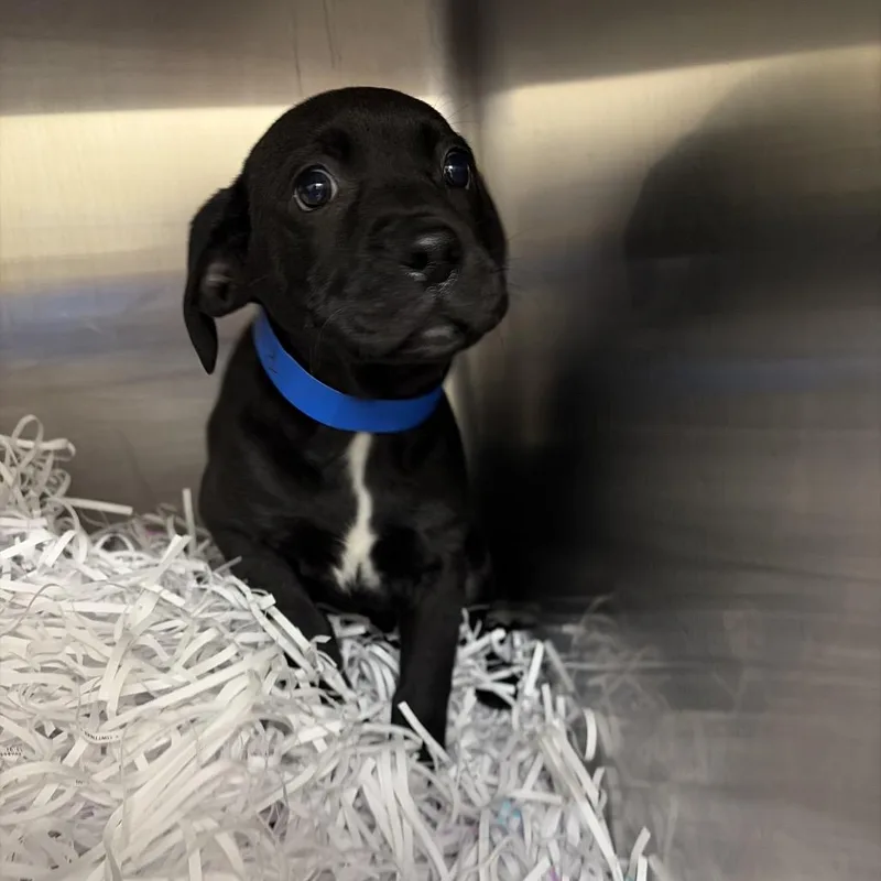 Rufus
