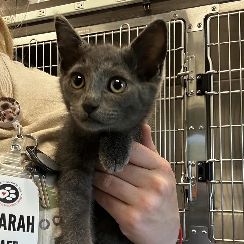 A baby small-sized male Gray / Blue / Silver Domestic Short Hair cat named Horus for adoption in Hinsdale, IL