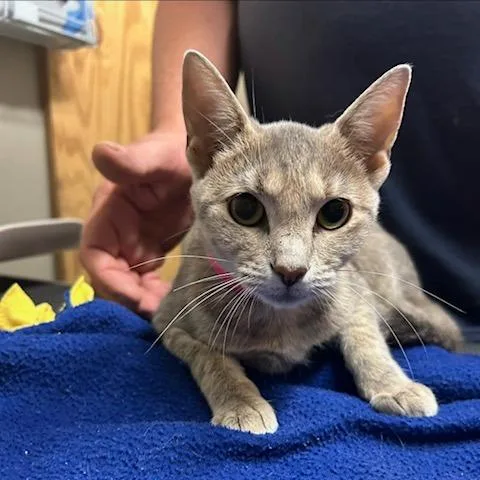 A baby small-sized female Domestic Short Hair cat named Bell for adoption in Knoxville, TN