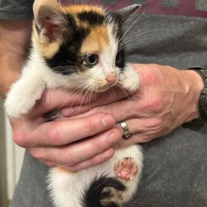 A young medium-sized female Domestic Short Hair cat named Sapphire for adoption in Kansas City, MO