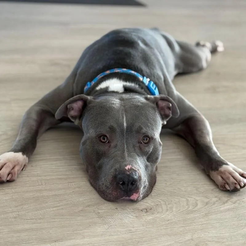 An adult large-sized male Gray / Blue / Silver American Staffordshire Terrier dog named Kevin for adoption in Austin, TX