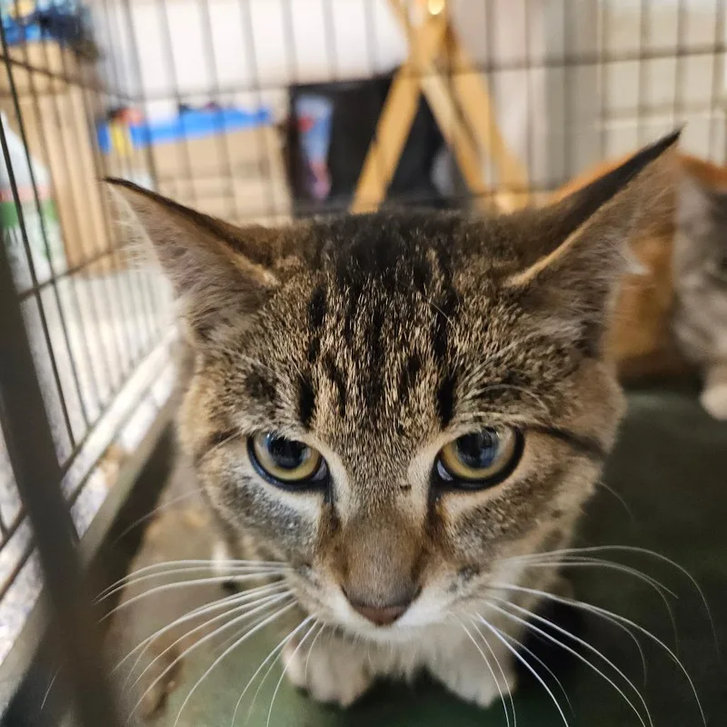 A young small-sized male Domestic Short Hair cat named Jack for adoption in Port Townsend, WA