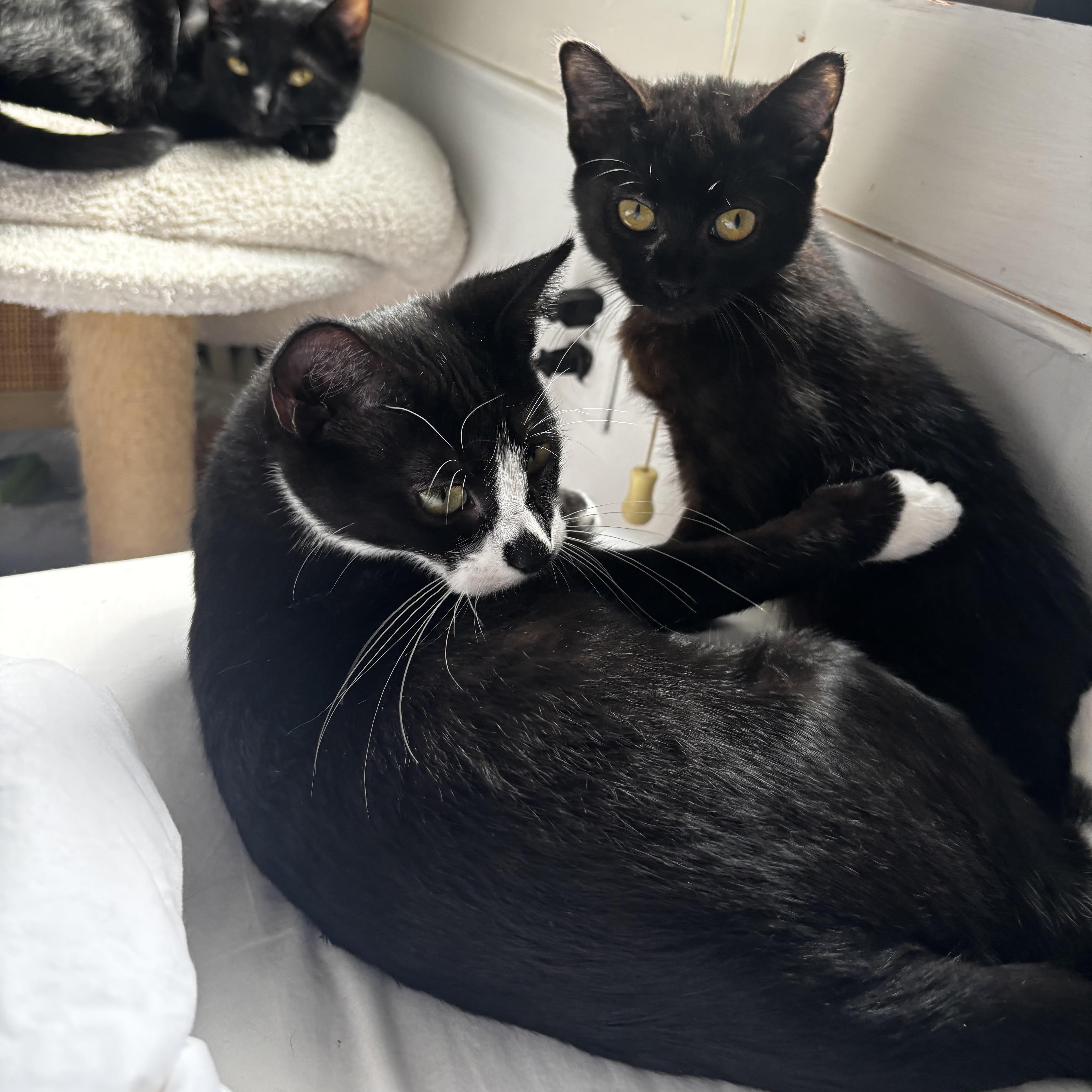 A baby small-sized male Black & White / Tuxedo Domestic Short Hair cat named Gojo for adoption in Richmond, VA