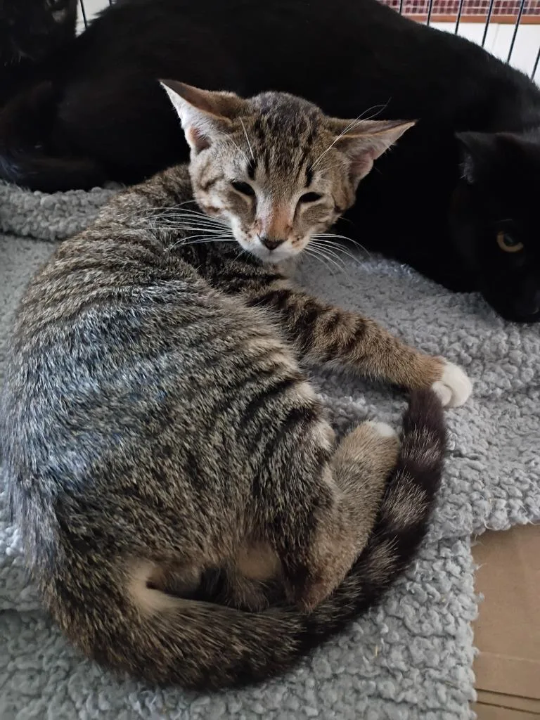 A baby small-sized male Domestic Short Hair cat named LeviTabby for adoption in LIberty, NY