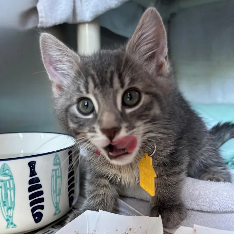 A baby small-sized female Gray / Blue / Silver Domestic Short Hair cat named Vlad for adoption in Springfield, MA