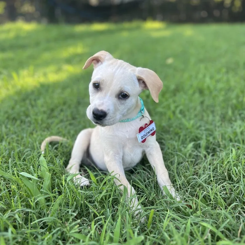 Goldwing