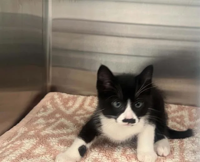 A baby small-sized male Domestic Short Hair cat named Toothpaste for adoption in Tustin, CA