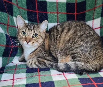 A baby medium-sized male Domestic Short Hair cat named 7088 (Dutten) for adoption in Lake City, MI