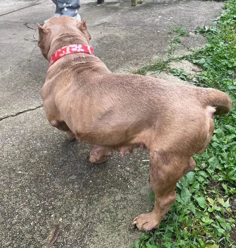 An adult medium-sized female Brown / Chocolate Mixed Breed dog named PeeWee for adoption in Cincinnati, OH