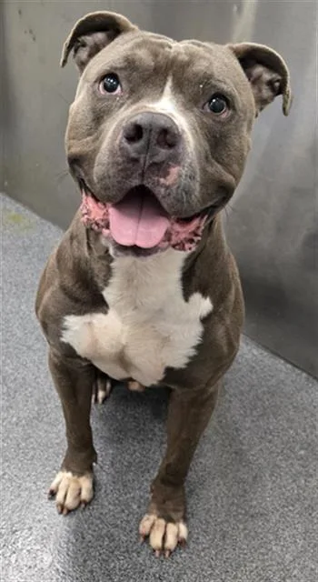 An adult large-sized male Mixed Breed dog named Chuy for adoption in Dallas, TX