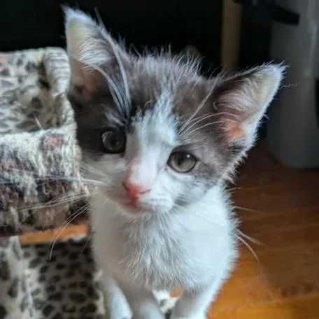 A baby small-sized female Black & White / Tuxedo Domestic Short Hair cat named Chard for adoption in Hudsonville, MI