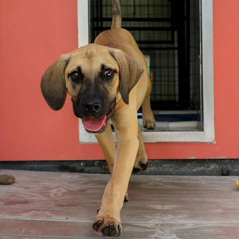 A baby medium-sized male Yellow / Tan / Blond / Fawn Mixed Breed dog named Whiskey for adoption in Bradenton, FL