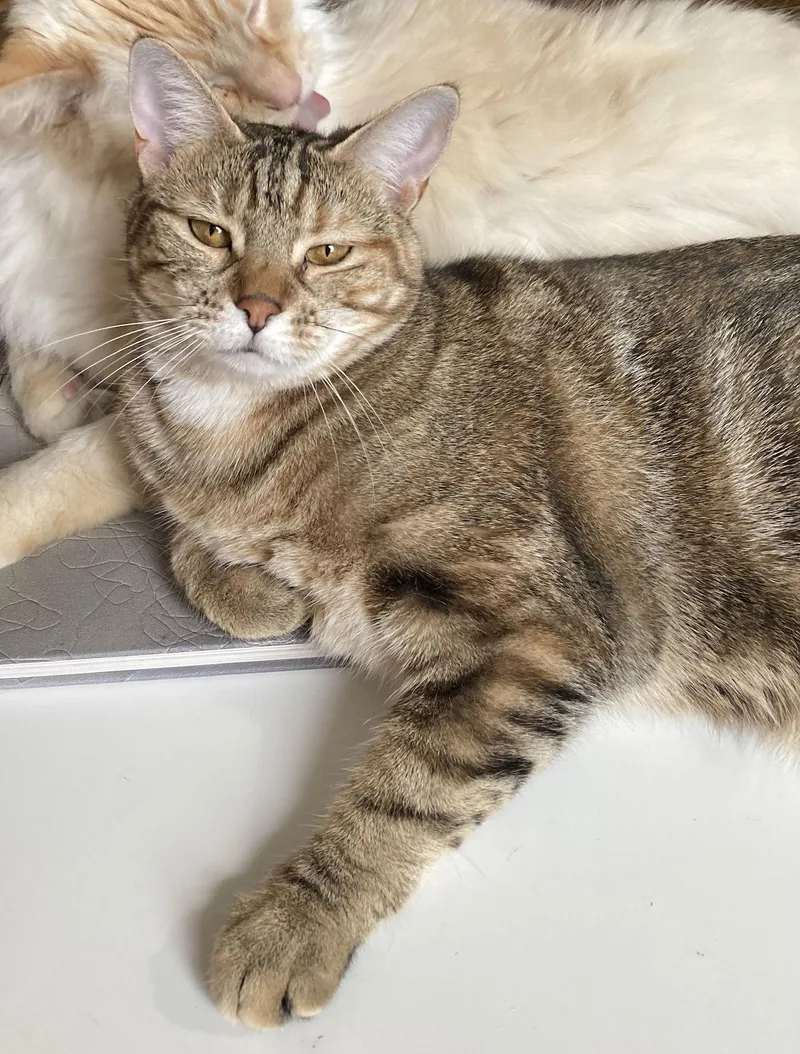 Raisinette thumbnail 2