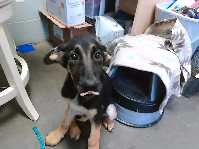 A baby small-sized female German Shepherd Dog dog named Paper for adoption in Tulsa, OK
