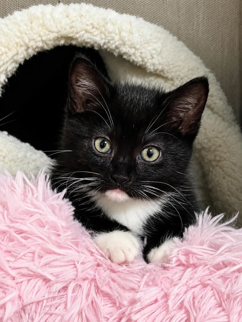 A baby medium-sized female Black Domestic Short Hair cat named Dixie for adoption in Sioux Falls, SD