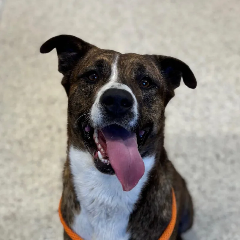 An adult medium-sized male Brindle Boxer dog named Bruno for adoption in Nashville, IN