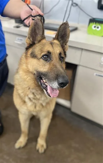 A senior large-sized male Mixed Breed dog named Scrappy for adoption in Dallas, TX