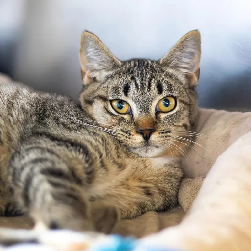 A baby medium-sized male Brown / Chocolate Domestic Short Hair cat named Lemon for adoption in Wilmington, DE