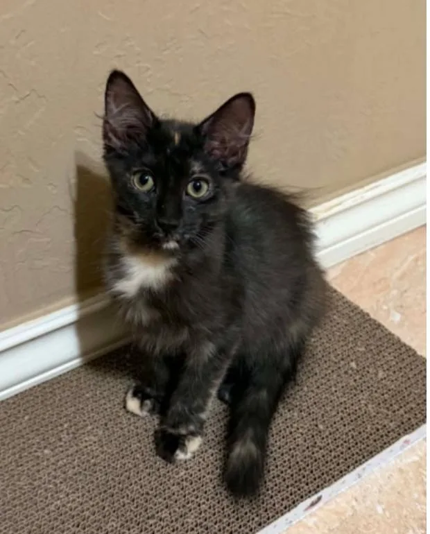 A baby medium-sized female Tortoiseshell cat named Coco for adoption in Warr Acres, OK