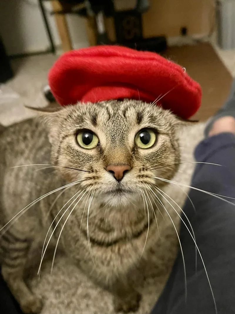 An adult medium-sized female Tabby (Brown / Chocolate) Domestic Short Hair cat named Maddie for adoption in Elyria, OH