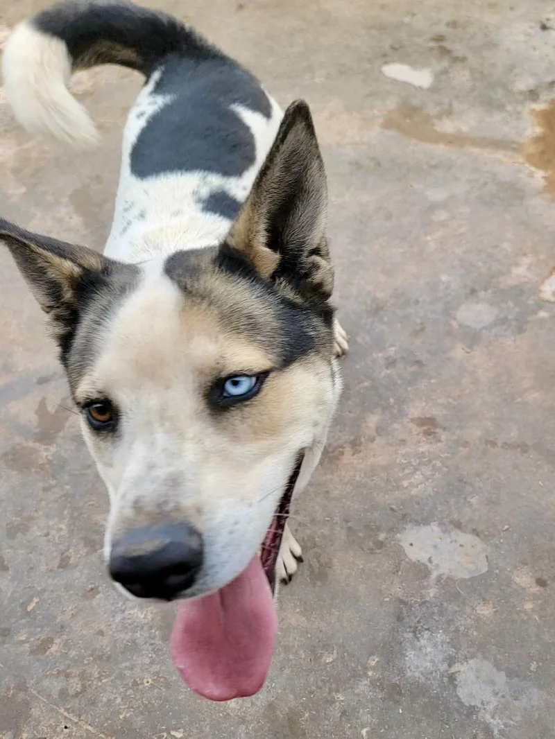 An adult medium-sized male Siberian Husky dog named Bluey for adoption in Cedar Crest, NM